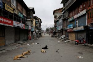 Dogs rest on an empty street during curfew in Srinagar